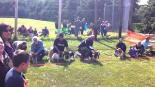 Basset Hound Race [upl. by Rosy]