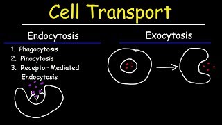 Cell Transport  Endocytosis Exocytosis Phagocytosis and Pinocytosis [upl. by Geirk724]