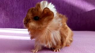 Guinea pig baby loudest squeak ever [upl. by Lambart]