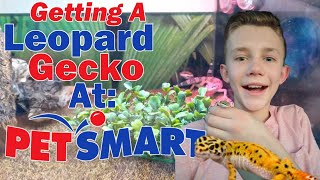 Getting a Leopard Gecko at PetSmart [upl. by Ellennad]