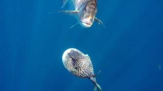 Snapper Eats Puffedup Blowfish [upl. by Cedric]