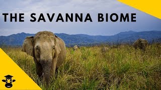 Savanna Grassland Biomes of the world [upl. by Thomasina88]