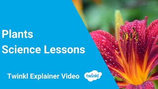 Plants Year 3 Science Lessons and Experiments [upl. by Bergeron]