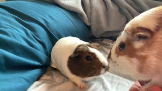 Extremely Loud Guinea Pig Squeaks [upl. by Nilat]