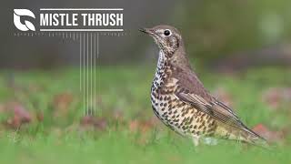 Mistle Thrush Song [upl. by Nura]