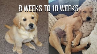 Life With A Golden Retriever  Puppy From 8 Weeks To 18 Weeks [upl. by Jara]