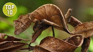 Top 10 Coolest Looking Geckos [upl. by Slosberg595]