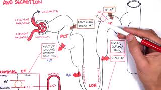 Nephrology  Physiology Reabsorption and Secretion [upl. by Carbrey]