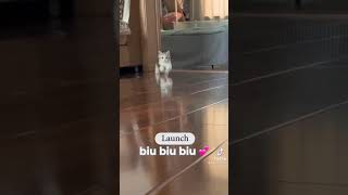 Run Munchkin Run  Cat Running Fast catsoftiktok [upl. by Cumine51]