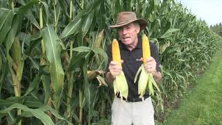 Corn School Planting Depth Lessons [upl. by Hirsh]