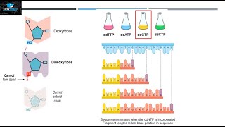 DNA Sequencing By Sanger Method [upl. by Vena]