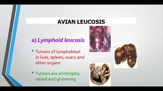 Avian leucosis Big Liver disease in birds [upl. by Inasah]