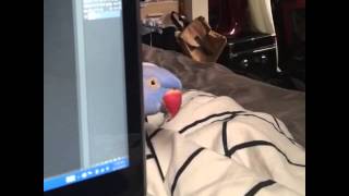 Bird plays PeekABoo around laptop  ORIGINAL [upl. by Yle982]