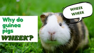 Why do guinea pigs squeak [upl. by Anoj]