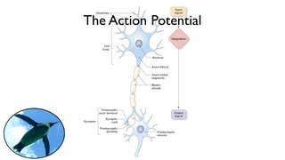 The Action Potential [upl. by Adnauq]