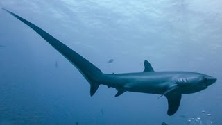 THRESHER SHARKS KILL PREY WITH TAIL [upl. by Ahtennek]