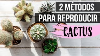 ¿Cómo reproducir cactus 2018Fácil y rápido [upl. by Aietal]