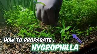 How to propagate HYGROPHILA plant in aquarium 🌱  Hygrophila Propagation  LushAqua [upl. by Francklyn319]