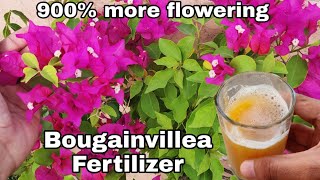 Use this for Bougainvillea flowering tips Get maximum flowers on Bougainville [upl. by Rehpotsihc]