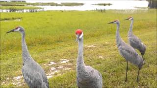 SANDHILL CRANES CALLING [upl. by Randall]