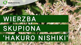 Wierzba Hakuro Nishiki  roślina na żywopłot [upl. by Faunie]