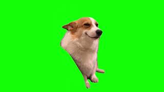 Green Screen Smiling Corgi Dog Meme [upl. by Lebam]