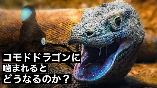 【人喰いトカゲ】コモドドラゴンの襲撃から生き残る方法 [upl. by Nichols]