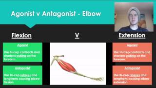 Anatomy 7  Agonist V Antagonist muscle pairs [upl. by Hakceber]