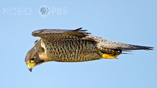 Heres Why Peregrine Falcons Are the Top Guns of the Sky  Deep Look [upl. by Ecnarrat]