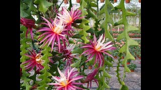 Ric Rac Grafting  Fishbone Cactus  Epiphyllum Anguliger [upl. by Ahsenor367]