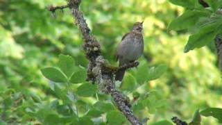 Swainsons Thrush song [upl. by Dallis]