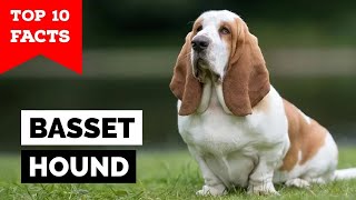 Basset Hound  Top 10 Facts [upl. by Leinehtan]