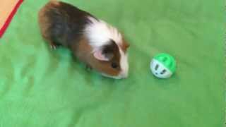 Guinea Pig Extreme Popcorning [upl. by Oap239]