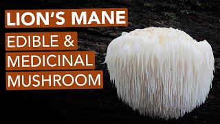 Foraging Lions Mane Mushroom — Edible amp Medicinal [upl. by Arataj]