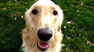 LOVEABLE Golden Retriever playing barking and having fun [upl. by Jaddo]