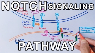 Mechanism of NOTCH SIGNALING PATHWAY [upl. by Corneille]