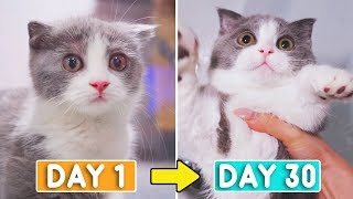 Day 1 to 30 Growing Up New Kitten Coco [upl. by Luthanen]