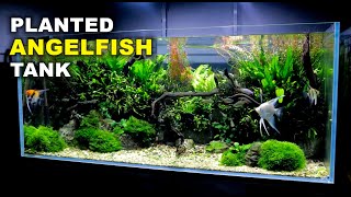 Aquascape Tutorial Non co2 4ft Angelfish Aquarium How To Full Step By Step Guide Planted Tank [upl. by Huber90]