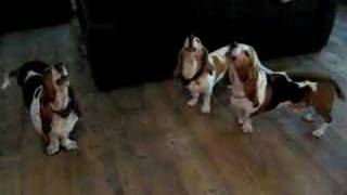 Basset hound concerto [upl. by Cyrill]