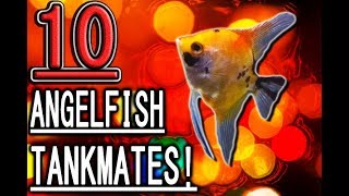 10 Fish you can keep with angelfish [upl. by Dalpe]