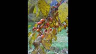 quotszukisquot American persimmon  Diospyros virginiana [upl. by Hawken289]