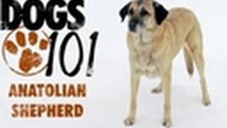 Dogs 101  Anatolian Shepherd [upl. by Wini355]