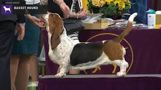 Basset Hounds  Breed Judging 2020 [upl. by Anaitsirk]