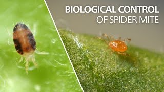 Biological control of spider mite  Phytoseiulus persimilis [upl. by Halonna]