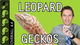 Leopard Gecko The Best Pet Reptile [upl. by Fachanan]