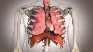 What is the Diaphragm [upl. by Saphra]