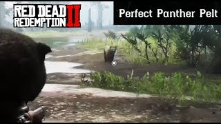 Where To Find A Panther  Red Dead Redemption 2 Perfect Pelt Location Guide RDR2 [upl. by Nawk]