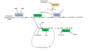 Pyrimidine Synthesis and Salvage Pathway [upl. by Chema]