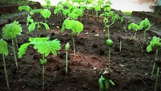 How to grow a forest in your backyard  Shubhendu Sharma [upl. by Nilsoj]