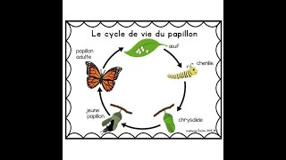 cycle de vie papillon [upl. by Ybbil]